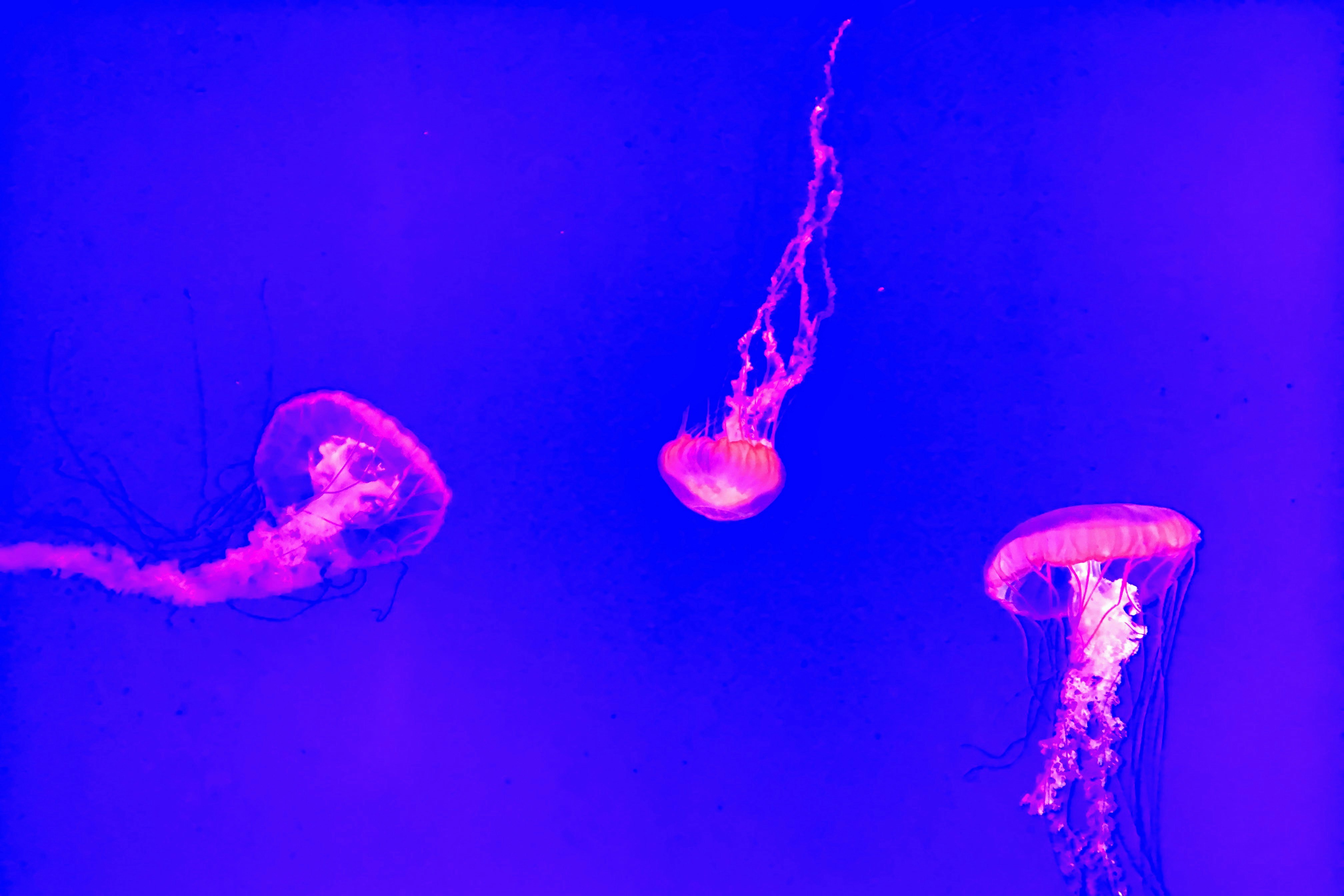 three jellyfishes on body of water